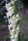 Digitalis micrantha